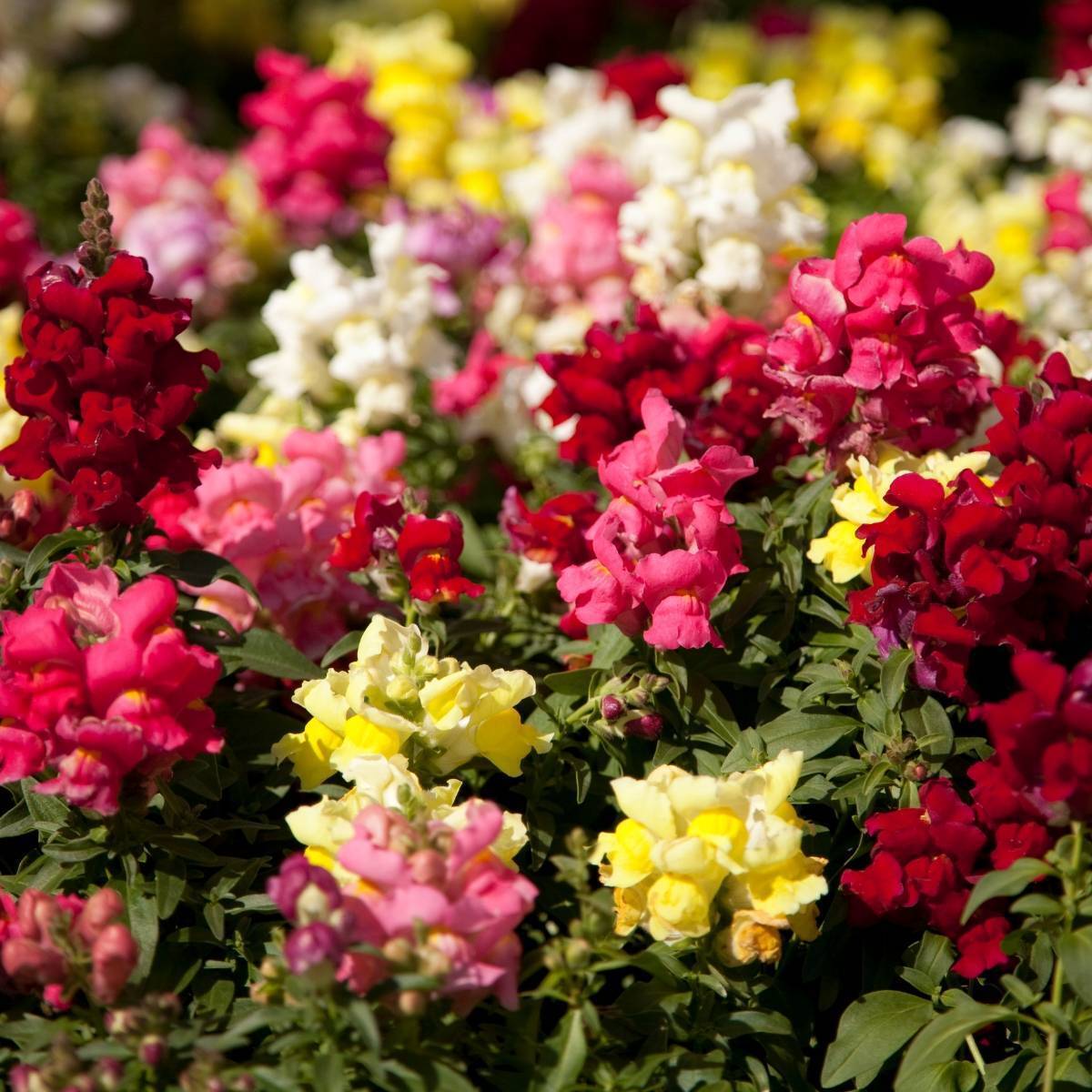 Snapdragon - Tom Thumb Mix