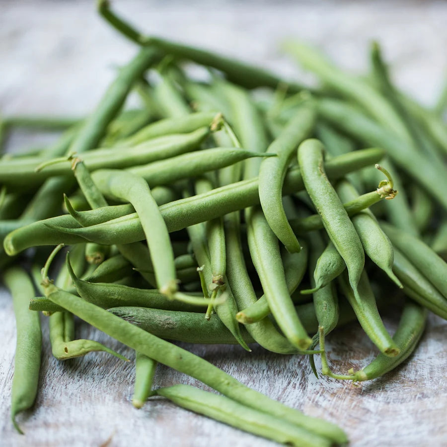 Bean Bush "Strike"