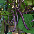 Bean Climbing "Purple King"