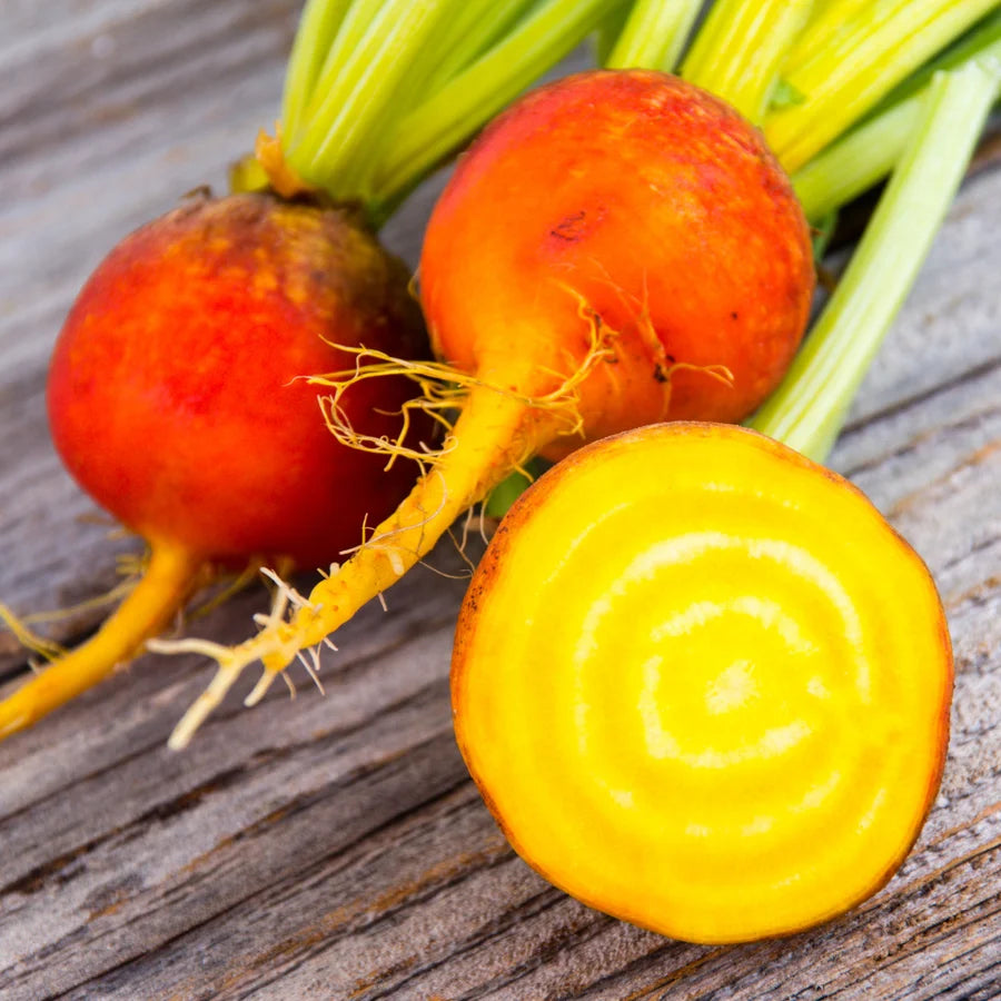 Beetroot "Golden Detroit"