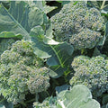 Broccoli "Di Ciccio"