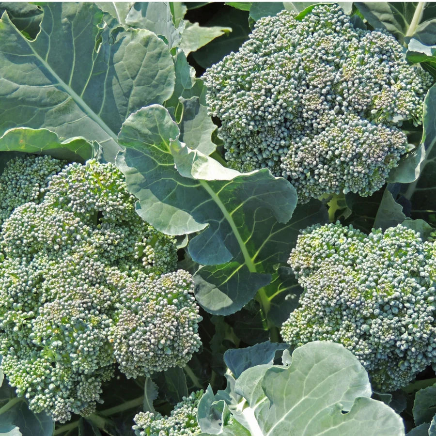 Broccoli "Di Ciccio"