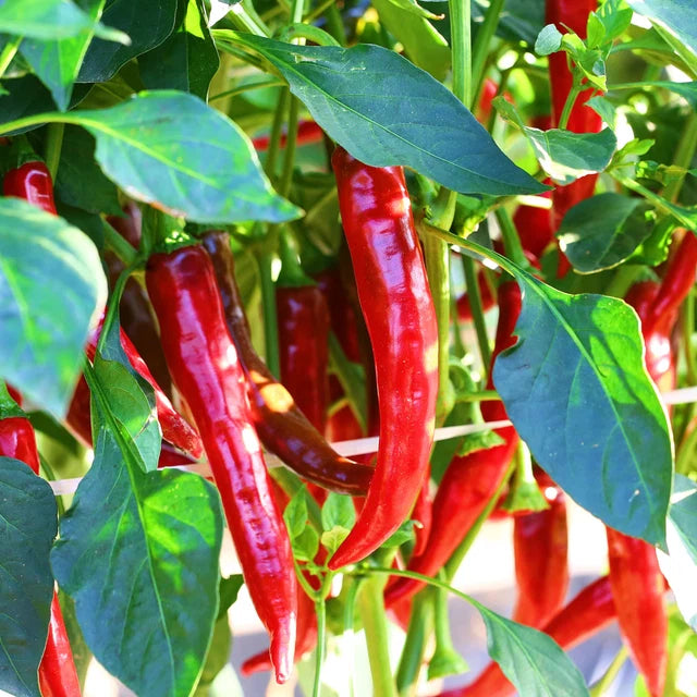 Chilli "Cayenne Red Hot"
