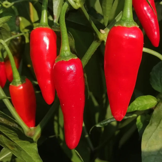 Chilli "Serrano"