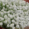 Alyssum "Tiny Tim"