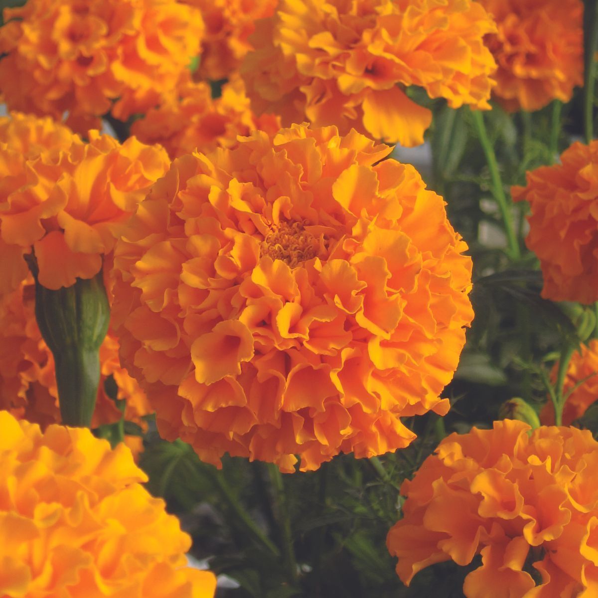 Marigold, African - Savannah Sun