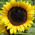 Sunflower - Classic Gold F1