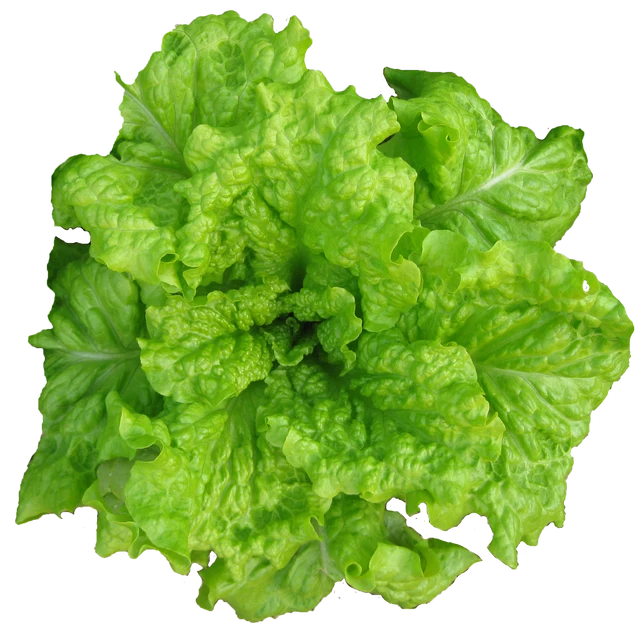 Lettuce "Black Seeded Simpson