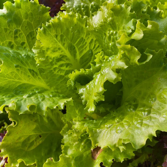 Lettuce "Australian Yellow Leaf"
