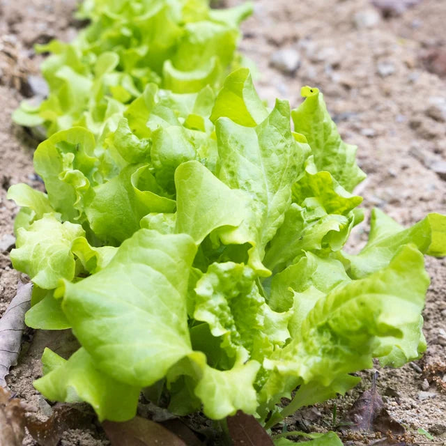 Lettuce "Black Seeded Simpson