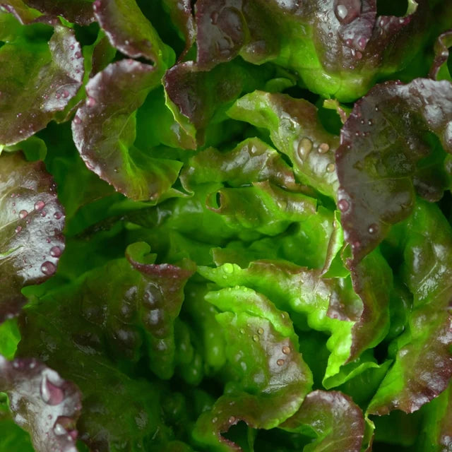 Lettuce "Bronze Mignonette"