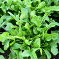 Lettuce "Oakleaf Green"