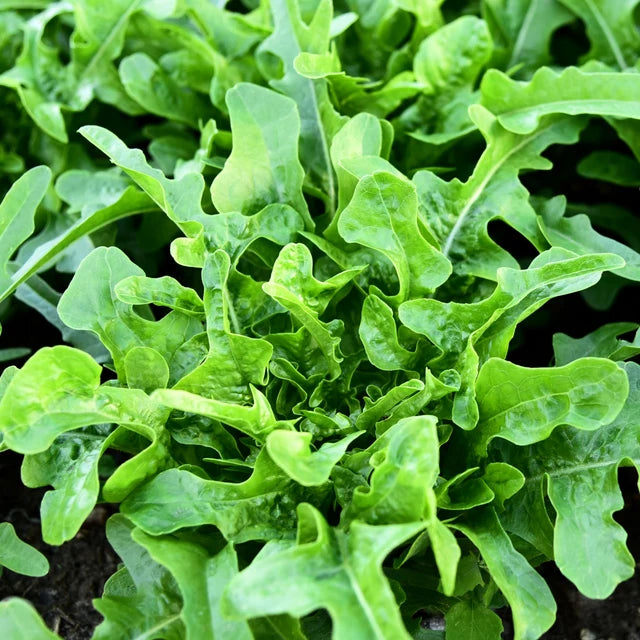 Lettuce "Oakleaf Green"