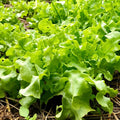 Lettuce "Salad Bowl Green"