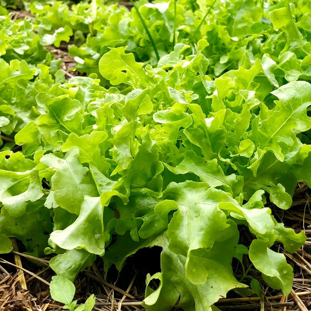 Lettuce "Salad Bowl Green"