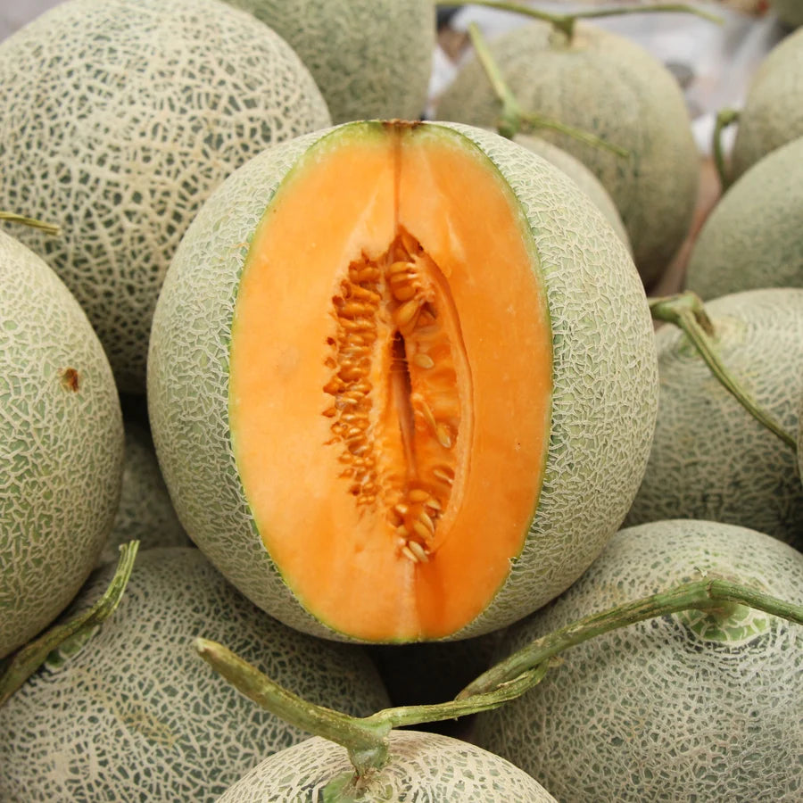 Melon "Hale's Best"