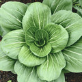 Cabbage Pak Choi "White Stem"
