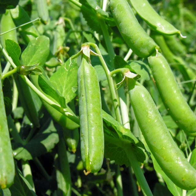 Pea "Greenfeast"
