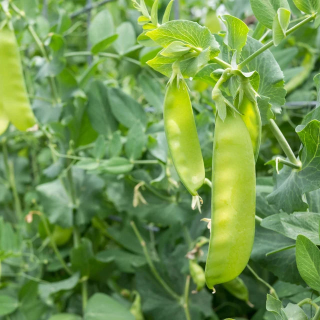Pea Snowpea "Yakumo"