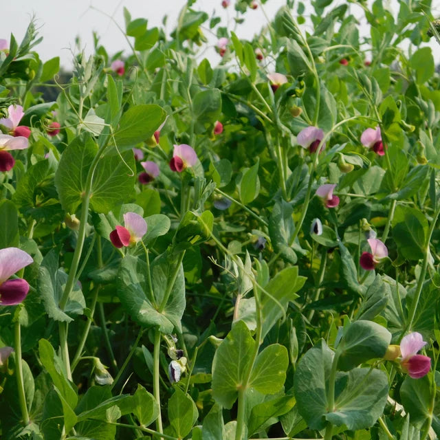 Pea Snowpea "Yakumo"