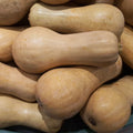 Pumpkin "Waltham Butternut"