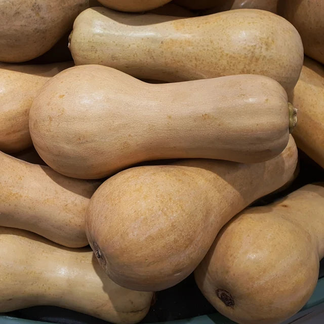 Pumpkin "Waltham Butternut"