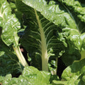 Silverbeet "Fordhook Giant"