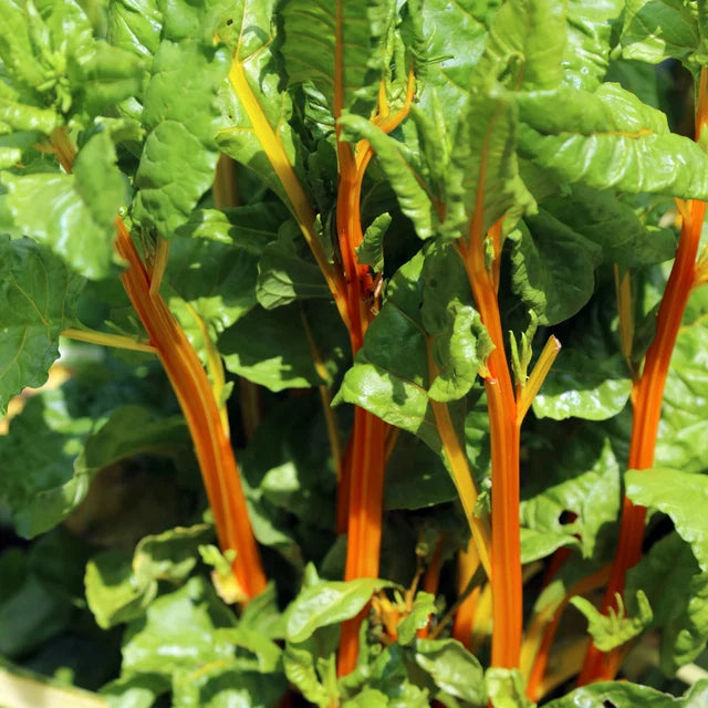 Silverbeet "Orange Fantasia"