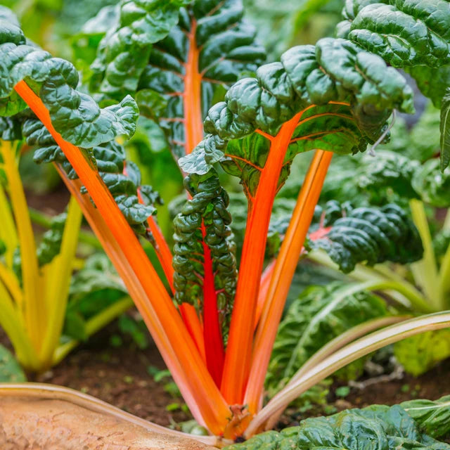 Silverbeet "Orange Fantasia"