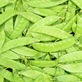 Snowpea "Melting Mammoth"