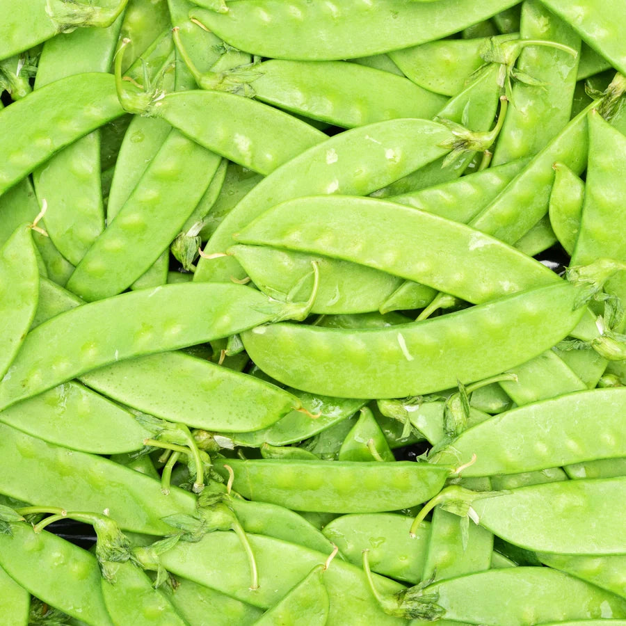 Snowpea "Melting Mammoth"