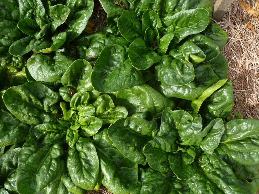 Spinach "Winter Giant"