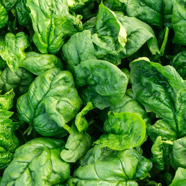 Spinach "Bloomsdale Long Standing"