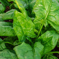 Spinach "Winter Giant"