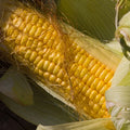 Sweet Corn "Golden Bantam"