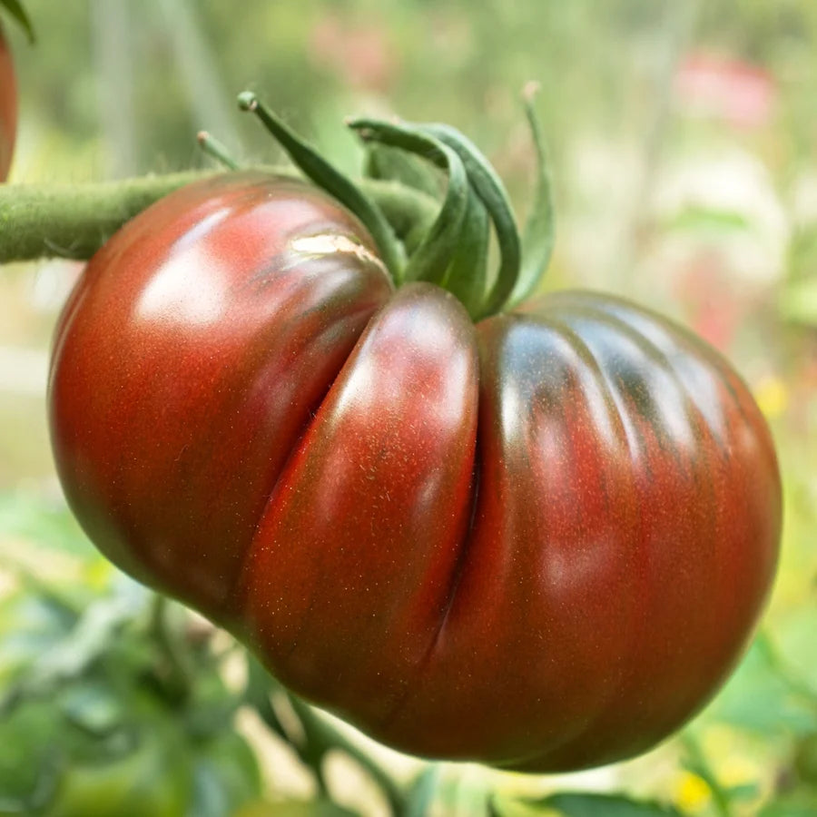 Tomato "Black Russian"