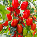 Tomato "Cherry Tomato"