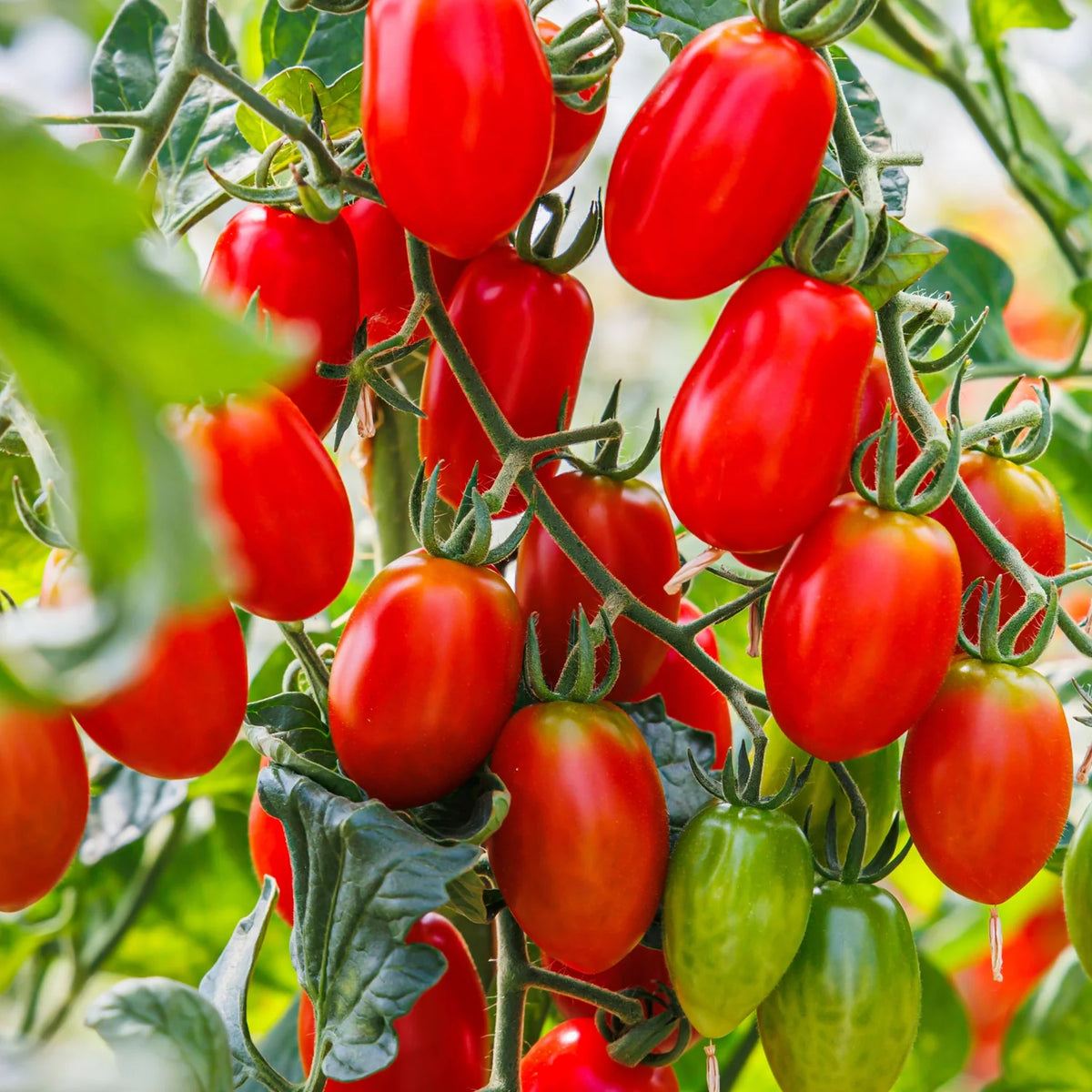 Tomato "Cherry Tomato"