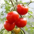 Tomato "Moneymaker"