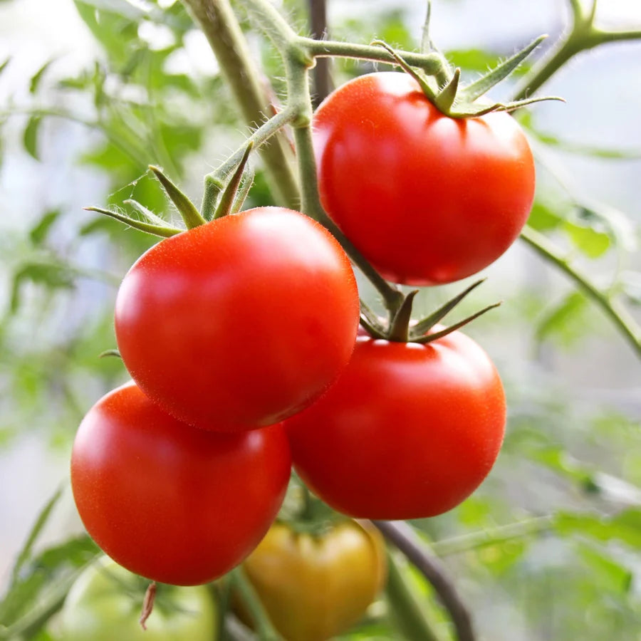Tomato "Moneymaker"