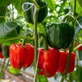 Capsicum "Yolo Wonder"