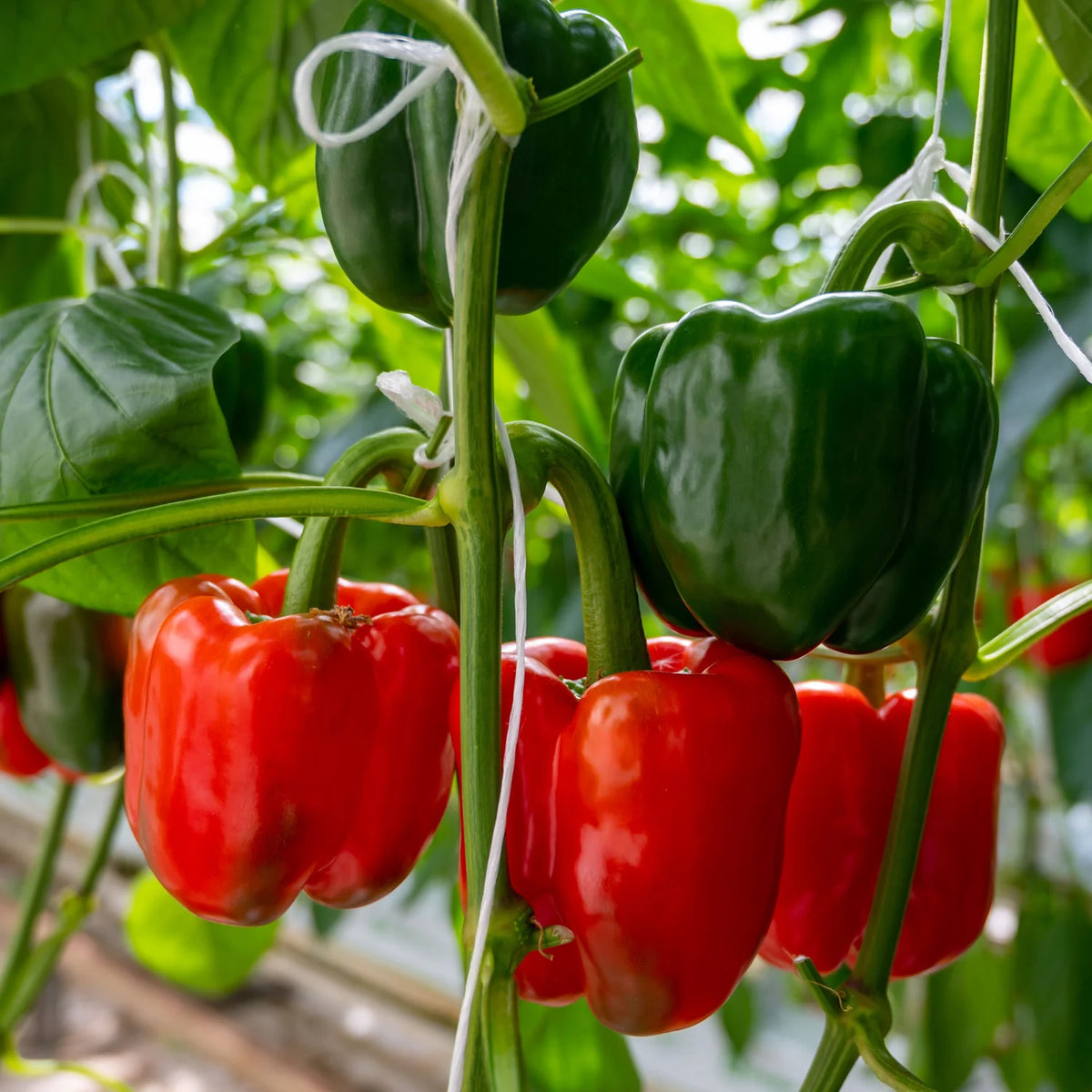 Capsicum "Yolo Wonder"