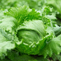 Lettuce "Great Lakes"