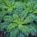 Kale "Blue Curled Scotch"
