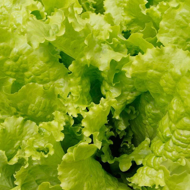 Lettuce "Black Seeded Simpson