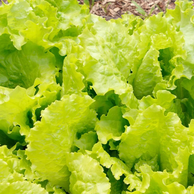 Lettuce "Black Seeded Simpson