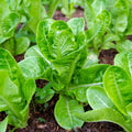 Lettuce "Little Gem"